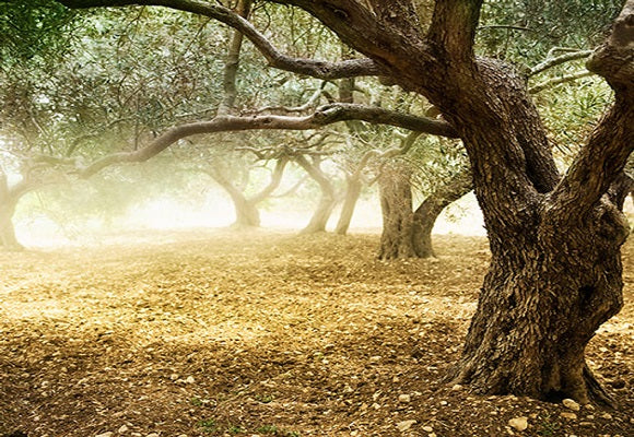 Olive Wood: A Noble and Durable Material